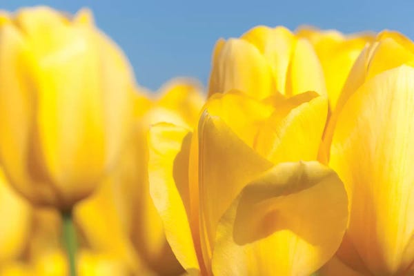 Tulips: Sunshine Yellow I by Melissa Mcclain