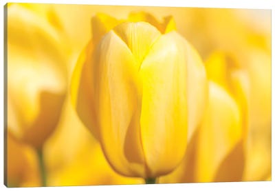 Sunshine Yellow II Canvas Art Print - Tulip Art