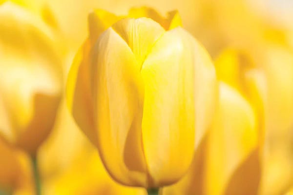 Tulips: Sunshine Yellow II by Melissa Mcclain