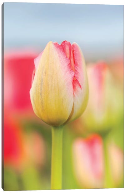 Two-tone Tulip Canvas Art Print - Tulip Art