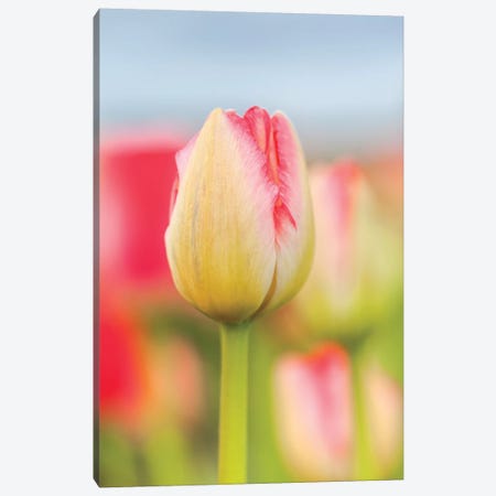 Two-tone Tulip Canvas Print #MLM12} by Melissa Mcclain Canvas Wall Art