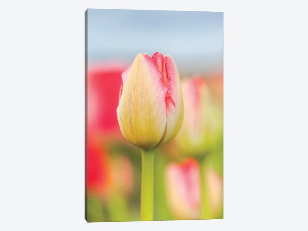 Two-tone Tulip by Melissa Mcclain 1-piece Canvas Wall Art