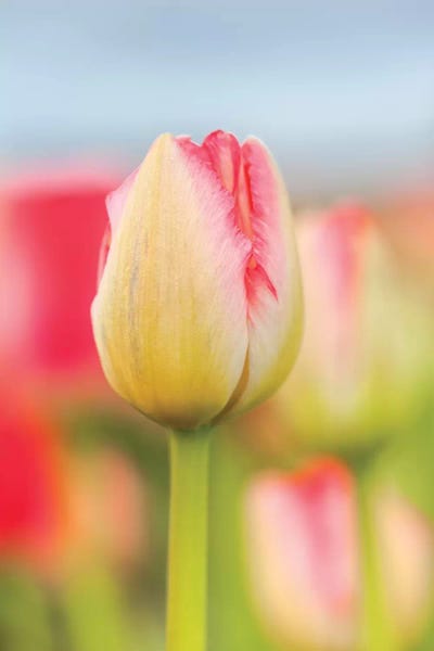 Melissa Mcclain: Two-tone Tulip by Melissa Mcclain