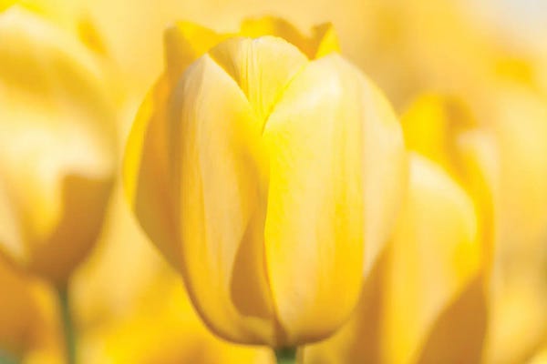 Melissa Mcclain: Brilliance by Melissa Mcclain