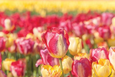 Cluster by Melissa Mcclain art print