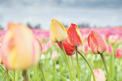 Looking For The Sun by Melissa Mcclain art print