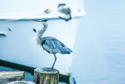 Waiting For A Ride by Melissa Mcclain art print