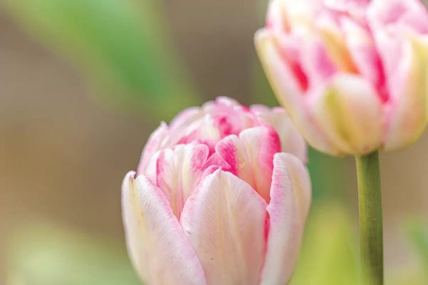 Melissa Mcclain: Blush by Melissa Mcclain