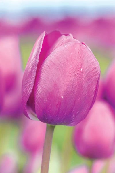 Melissa Mcclain: Magenta Stem by Melissa Mcclain