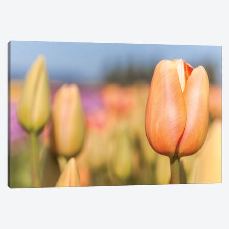 Opening to the Sun Canvas Print #MLM6} by Melissa Mcclain Canvas Artwork