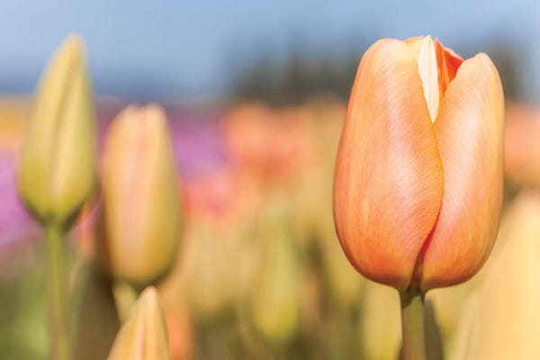 Melissa Mcclain: Opening to the Sun by Melissa Mcclain