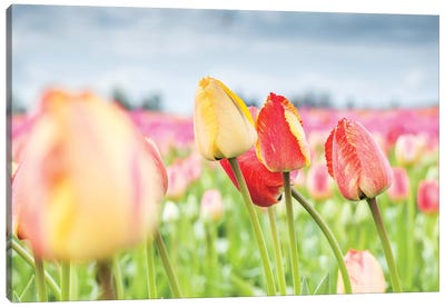 Rosy Field Canvas Art Print - Tulip Art