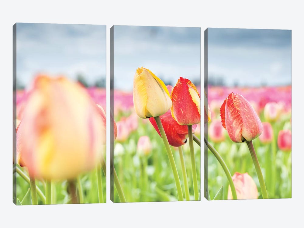 Rosy Field by Melissa Mcclain 3-piece Canvas Print