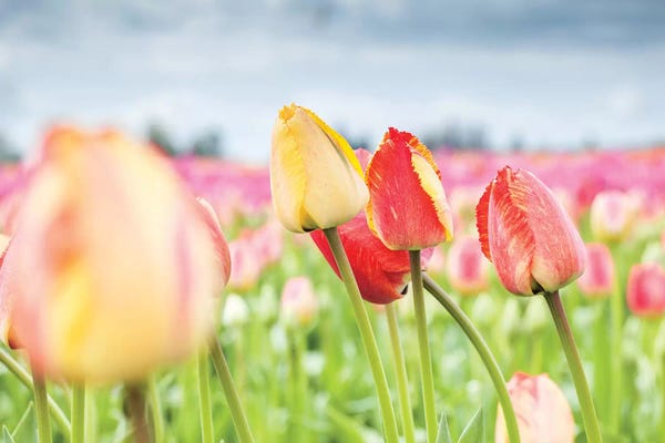 Tulips: Rosy Field by Melissa Mcclain