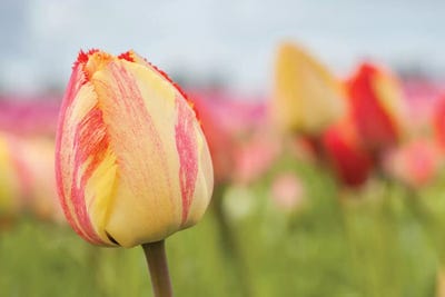 Spring Sherbet by Melissa Mcclain art print