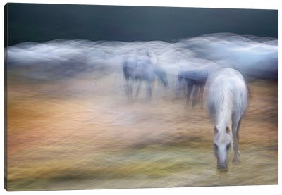 On The Pasture Canvas Art Print - 1x Collection