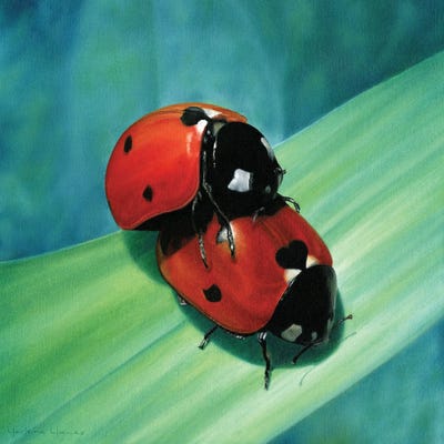 Ladybug Love by Marlene Llanes canvas print