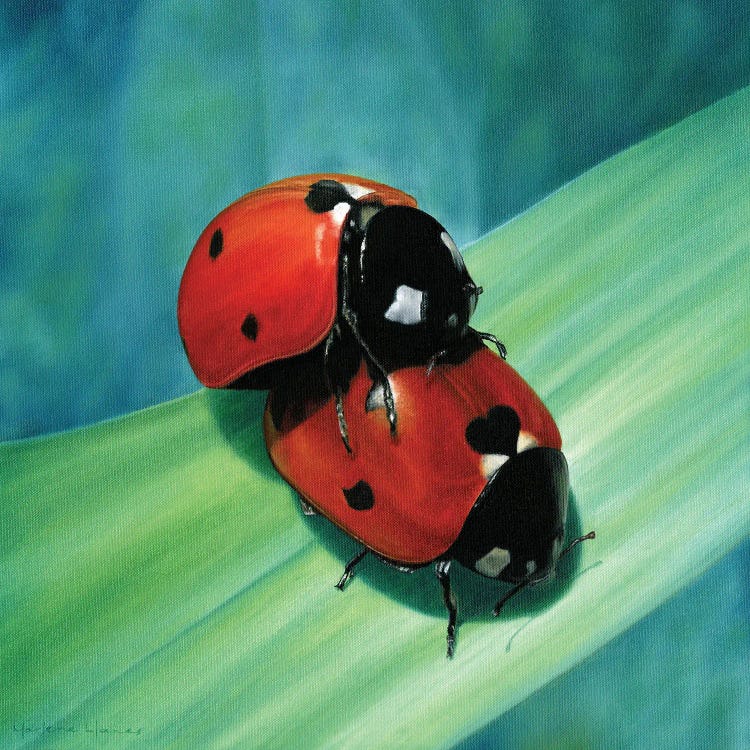 Ladybug Love