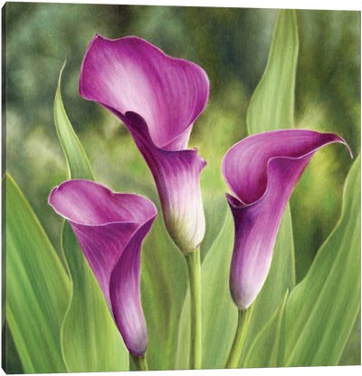 Calla Lilies Canvas Art Print