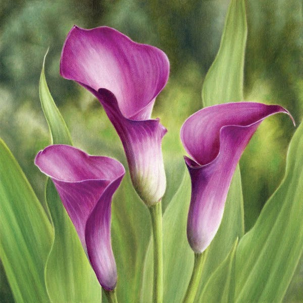 Lilies: Calla Lilies by Marlene Llanes