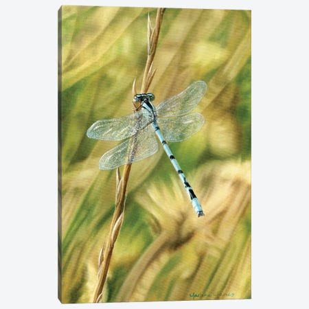 Let Me Borrow Your Wings (Dragonfly) Canvas Print #MLZ59} by Marlene Llanes Canvas Print