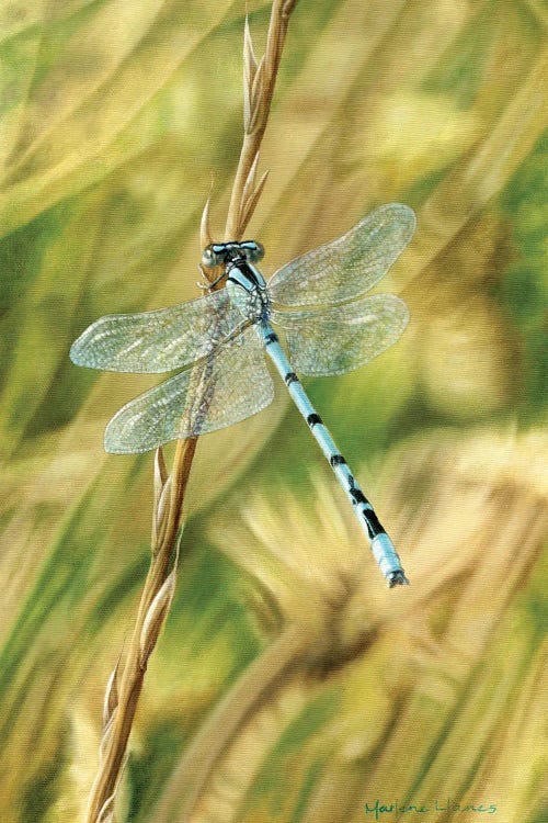 Let Me Borrow Your Wings (Dragonfly)