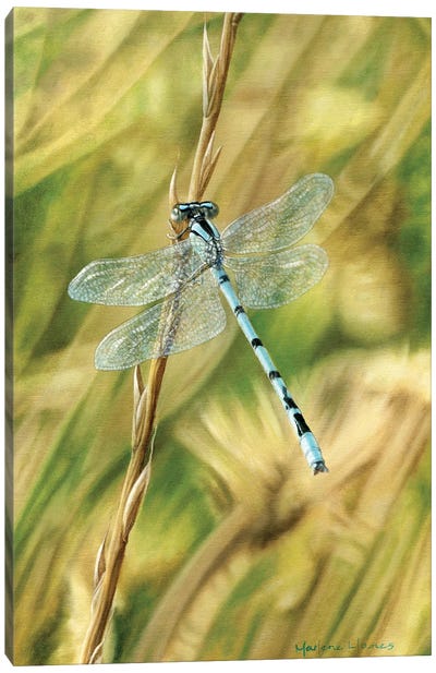 Let Me Borrow Your Wings (Dragonfly) Canvas Art Print - Marlene Llanes