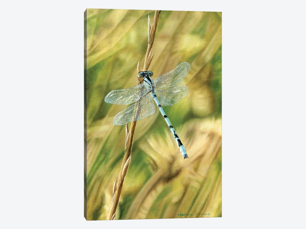 Let Me Borrow Your Wings (Dragonfly) by Marlene Llanes 1-piece Art Print