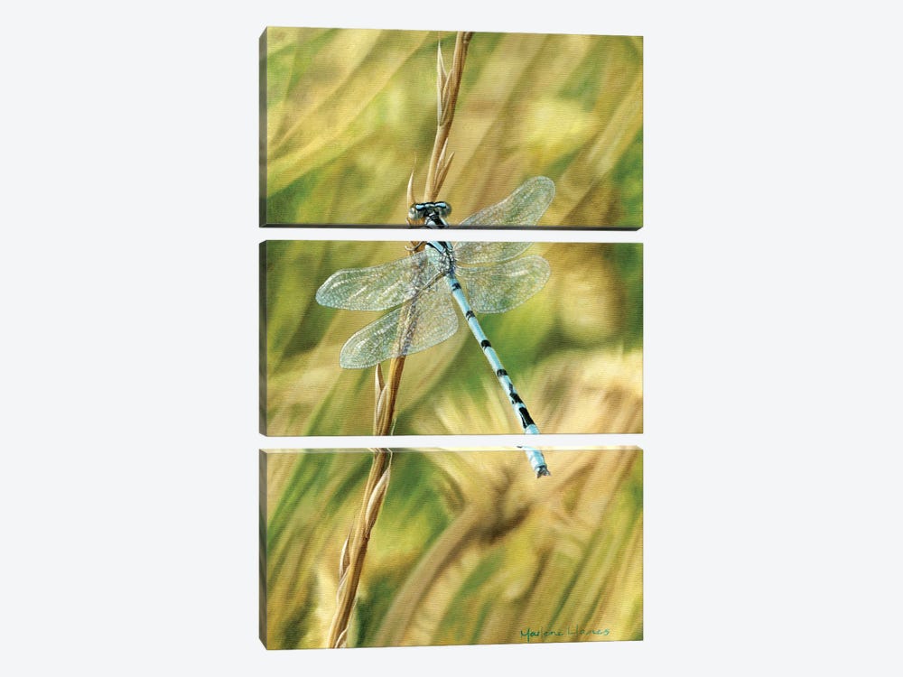 Let Me Borrow Your Wings (Dragonfly) by Marlene Llanes 3-piece Canvas Print