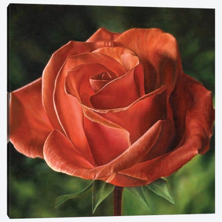 Early Morning Light (Rose) Canvas Print #MLZ60} by Marlene Llanes Canvas Art