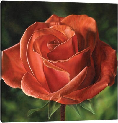 Early Morning Light (Rose) Canvas Art Print - Marlene Llanes