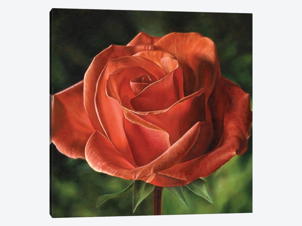 Early Morning Light (Rose) by Marlene Llanes 1-piece Canvas Print