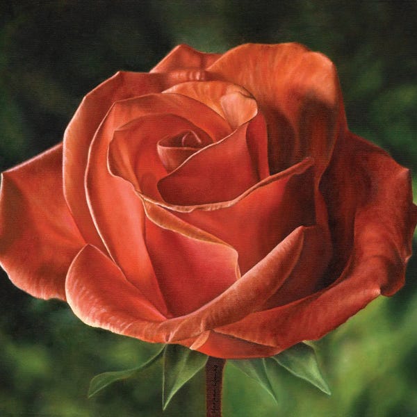 Marlene Llanes: Early Morning Light (Rose) by Marlene Llanes