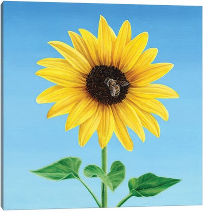 The Sunflower And The Bee Canvas Art Print - Marlene Llanes