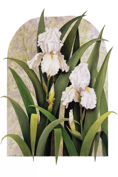 Irises: Iris Vignette by Marcia Matcham