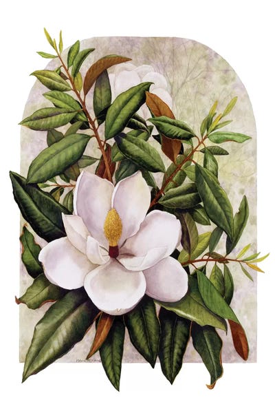 Magnolias: Magnolia Vignette by Marcia Matcham