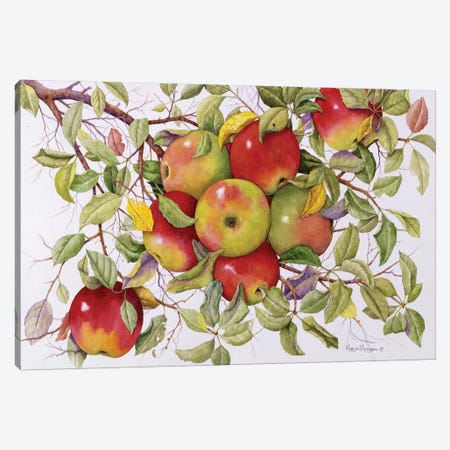 Apples Canvas Print #MMA1} by Marcia Matcham Canvas Artwork