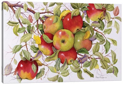Apples Canvas Art Print - Marcia Matcham