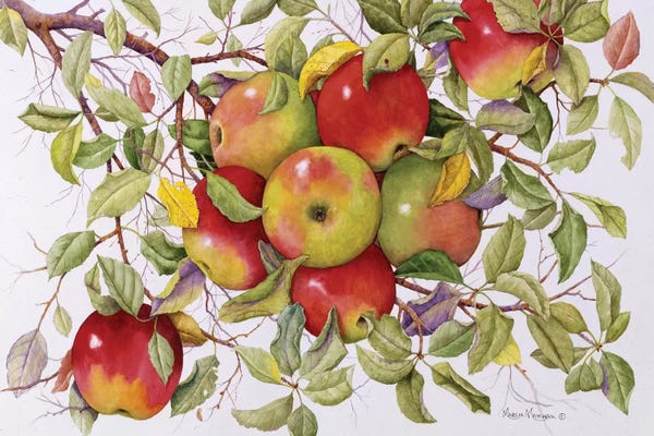 Food & Drink Still Life: Apples by Marcia Matcham