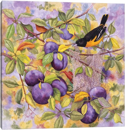 Oriole & Plums Canvas Art Print - Marcia Matcham
