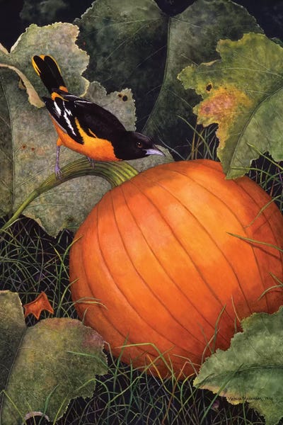 Halloween: Oriole & Pumpkin by Marcia Matcham