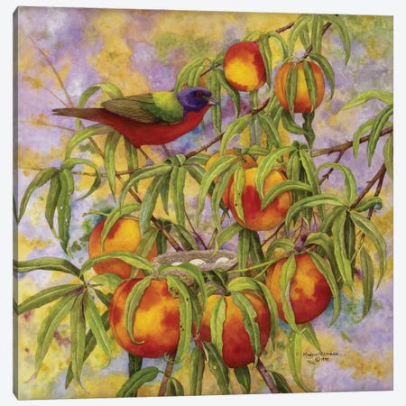 Painted Bunting & Peaches Canvas Print #MMA24} by Marcia Matcham Canvas Print