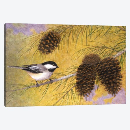 Chickadee In The Pines I Canvas Print #MMA4} by Marcia Matcham Canvas Print