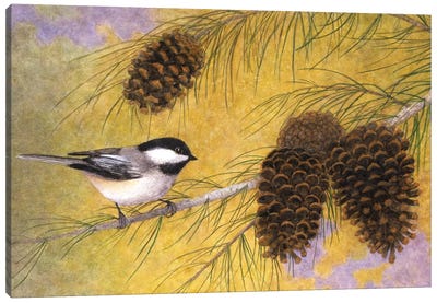 Chickadee In The Pines I Canvas Art Print - Marcia Matcham