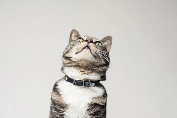 Tabbies: Onward And Upward by Marika Moffitt