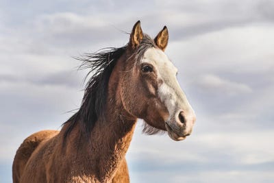 The View From Here by Marika Moffitt canvas print
