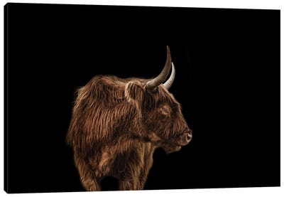 Two Steps Canvas Art Print - Highland Cow Art