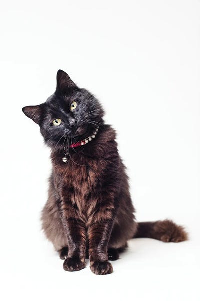 Black Cats: You Don’t Say? by Marika Moffitt