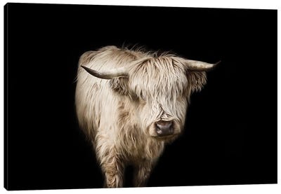 You Got That Right Canvas Art Print - Highland Cow Art