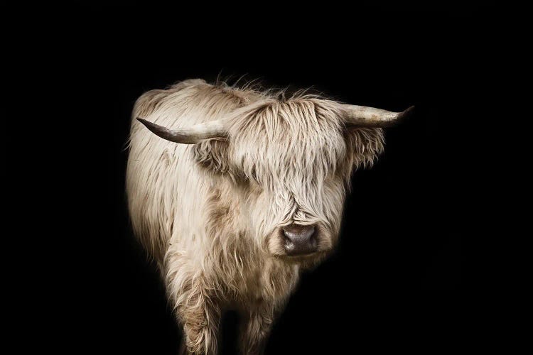 You Got That Right by Marika Moffitt wall art